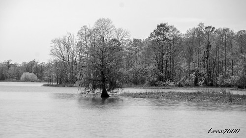bw landscape alabama bayou swamp spanishmoss cypresstree trex7000