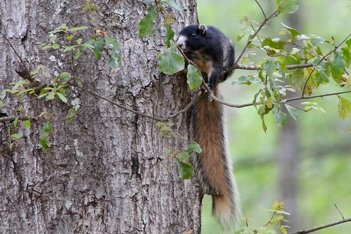 park squirrel state florida wildlife historic battlefield olustee