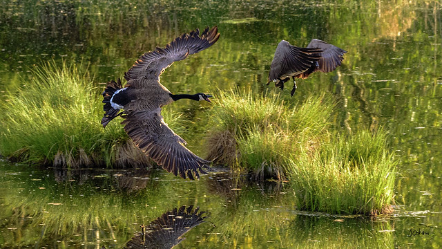 Canada Geese