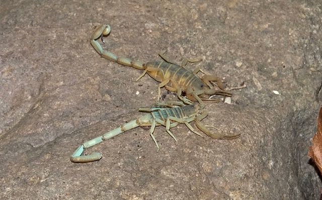 Arizona Bark Scorpion, female (top) and male