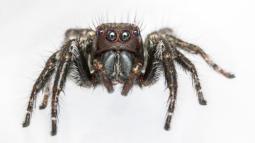 Double striped Carrhotus (Jumping spider)