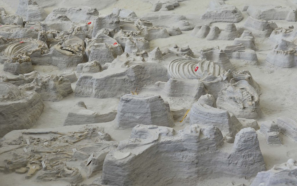 Ashfall fossil beds 5