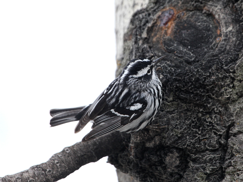 Фотографія 'Black-and-white Warbler'