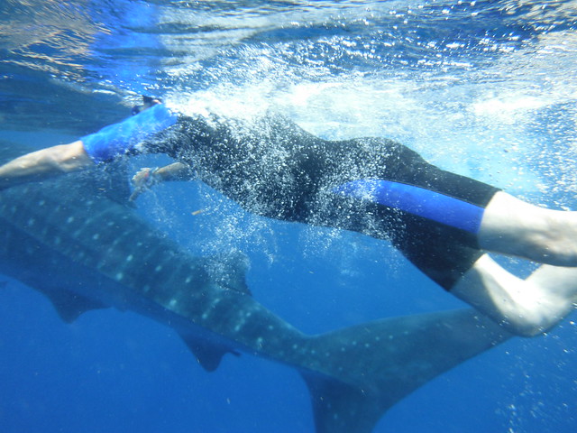 Excursión tiburón ballena (Dia 12: 31 de julio) - 18 días por Guatemala, Riviera Maya y Belice (7)