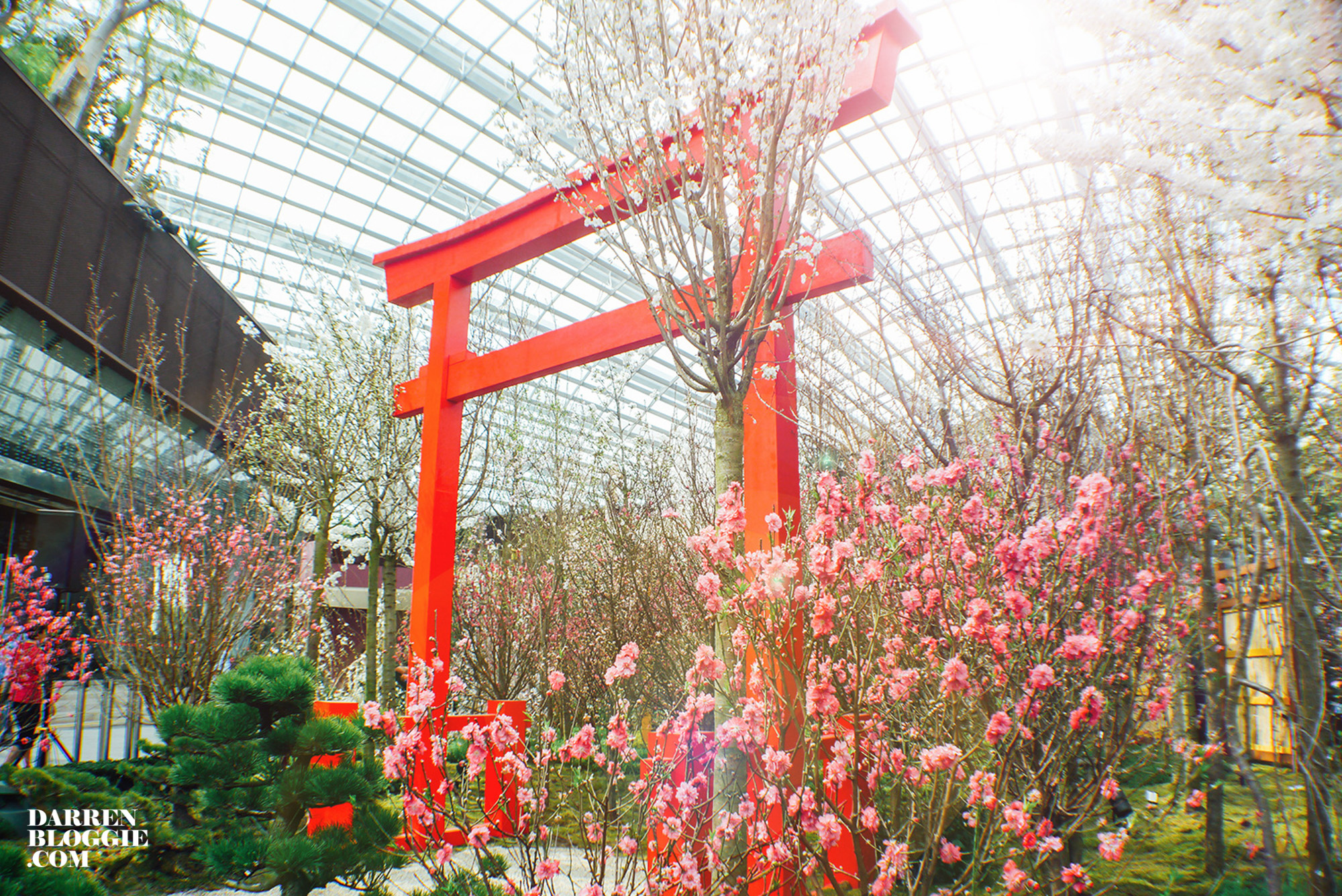 Blossom-beats-sakura-cherry-gardensbythebay-20