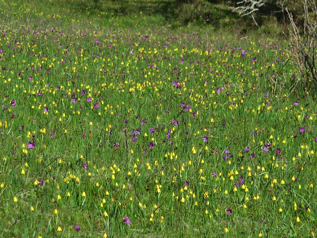 Grass widows and yellow bell lilies