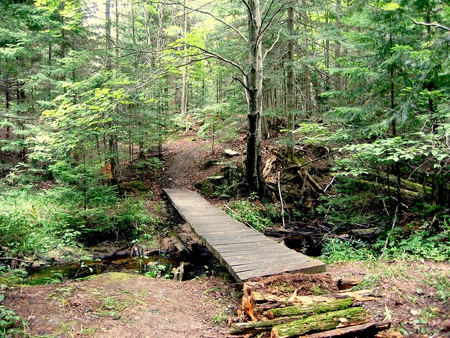 Bridge in woods