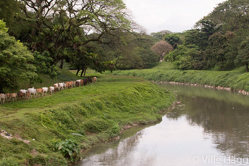 animal river landscape cow scenery malaysia ipoh perak my