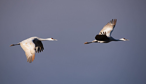 newmexico birds crane birding landbird