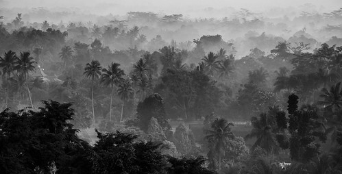 morning travel trees roof blackandwhite bw monochrome misty architecture indonesia landscape mono java southeastasia village view palm exotic valley plantation tropical indonesian borobudur javanese