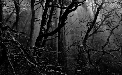 blackandwhite bw noiretblanc lumière nb commune arbre forêt bois brume brocéliande traitement rhônealpes raiedelumière gigorsetlozeron darktable fujixs1 plateaudesavel