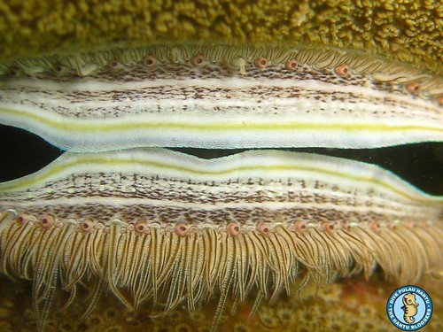 Burrowing clam