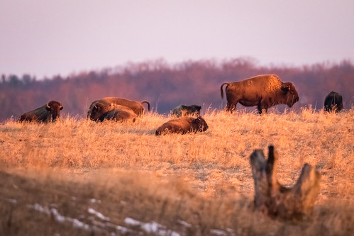 us illinois unitedstates dixon bison thenatureconservancy nachusagrasslands