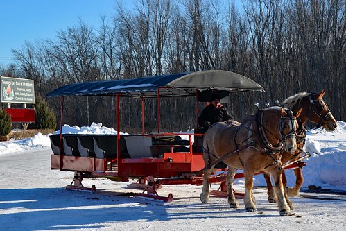 bridge trees winter horse snow cold sport mi forest golf bay cabin woods day carriage ride outdoor michigan 14 scenic resort course gourmet trail mich dining supper elk february drawn sleigh viewing thunder hillman alpena 2016 “snow valentine’s covered”