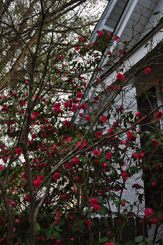Camellia japonica 'Crimson Candles'