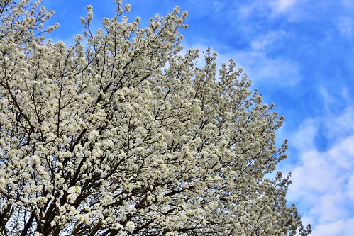 blue sky flower clouds spring kentucky blossoms serviceberry cornusflorida