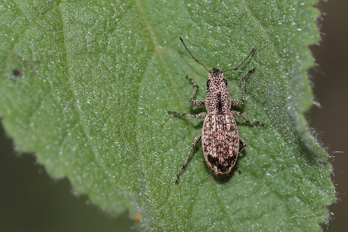 insectos beetles ef100mmf28macrousm escarabajos canoneos700d mitostylussetosus canoneosrebelt5i