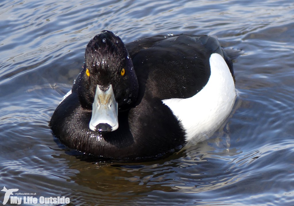 P1000678 - Tufted Duck, Sandy Water Park