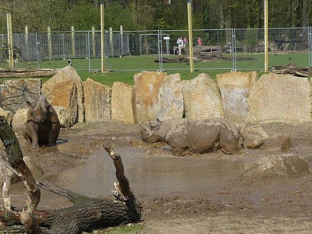 Nashorn, Zoo Krefeld