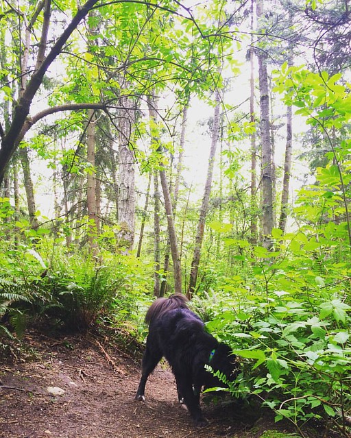 Post-work forest exploration with my furry friends 🌿