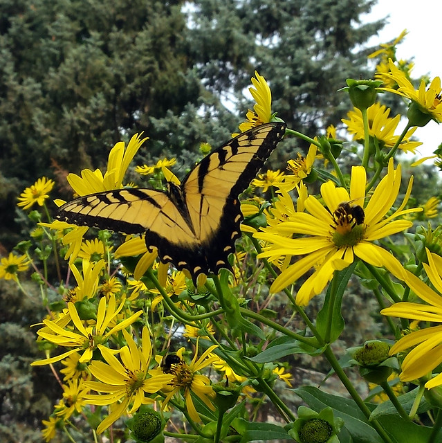 large yellow butterfly with black marks, sharing a cup plant with two bumblebees