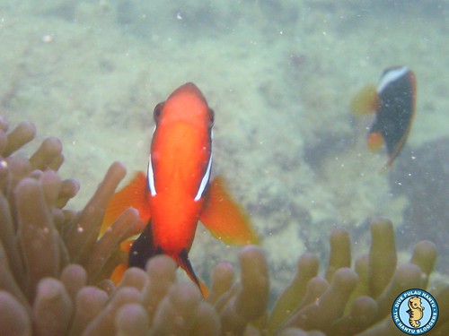 Tomatoclown anemonefish