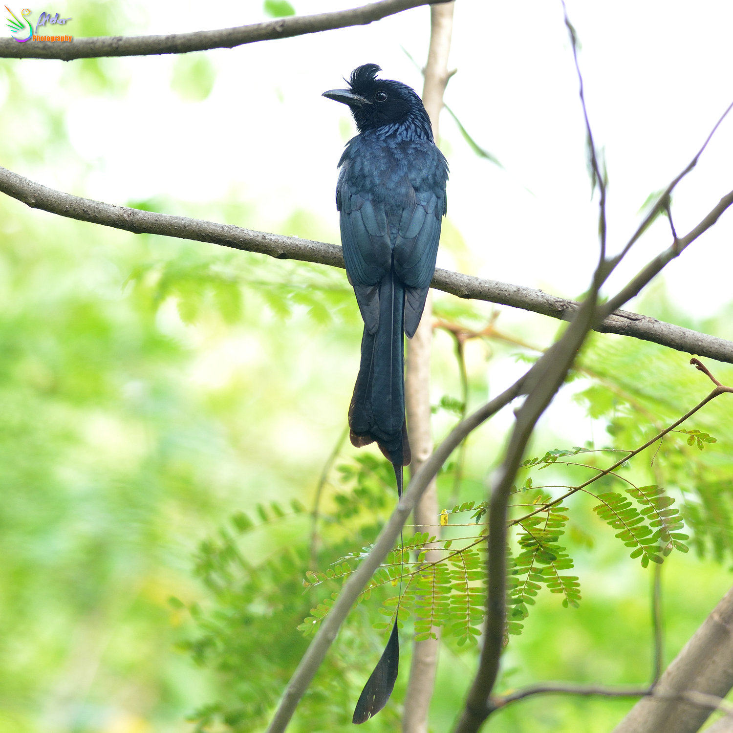 Greater_Racket-tailed_Drongo_1324