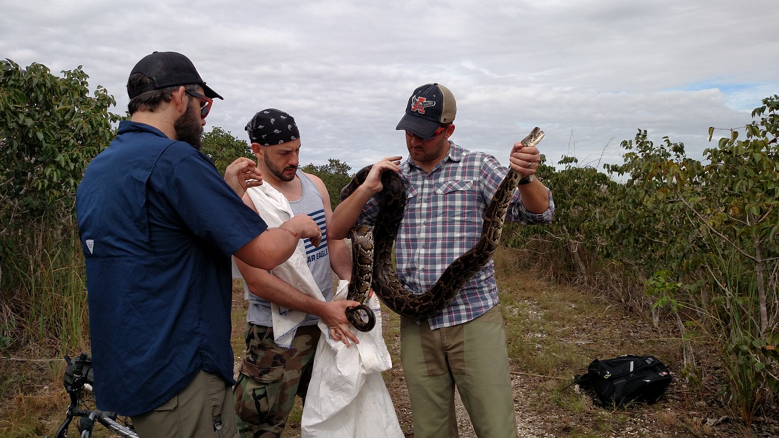 Sean Sterrett, David Steen, and Stephen Neslege placing a captured python in a large white bag