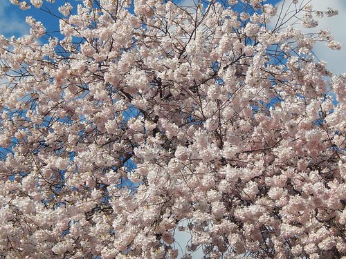 Cherry blossoms 2016