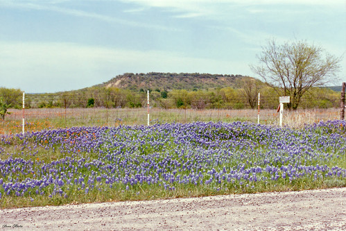 road flowers field landscape scenery texas gordon wildflowers bluebonnets indianpaintbrush