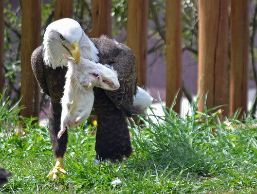 zoo rodent eagle eating baldeagle raptor hunter prey epz