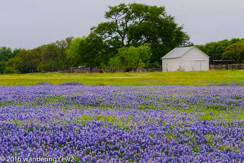 flower texas bluebonnet hillcountry wildflower texaswildflowers texashillcountry burnetcounty fujixpro2