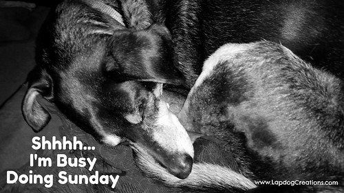 Senior Rescued Coonhound Mix Sleeping #adoptdontshop #seniordogsrock - Lapdog Creations