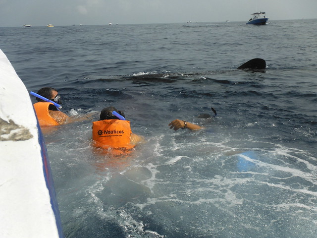 Excursión tiburón ballena (Dia 12: 31 de julio) - 18 días por Guatemala, Riviera Maya y Belice (5)