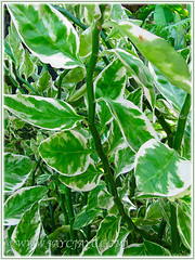 Zig-zag stems of Euphorbia tithymaloides 'Variegatus' (Variegated Devil's Backbone, Jacob's Ladder, Zig-zag Plant, Redbird Flower/Cactus, Christmas Candle, Slipper Spurge/Plant), May 12 2013