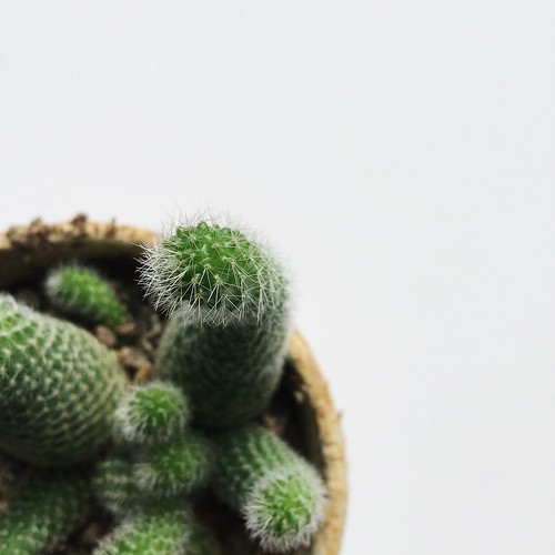 Macro cactus