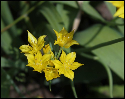Allium moly 'Jeannine' - ail doré 25881333735_82f178354f