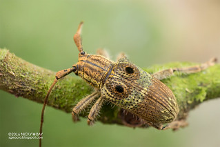 Longhorn beetle (Cerambycidae) - DSC_6927