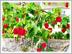 Abutilon megapotamicum (Flowering Maple, Brazillian Bell-flower, Chinese Lantern), espaliered over a retaining wall in Cameron Highlands, March 1 2016