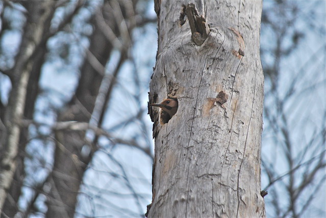 Northern flicker peering out it's cavity  at Smith Mountain Lake State Park, Virginia