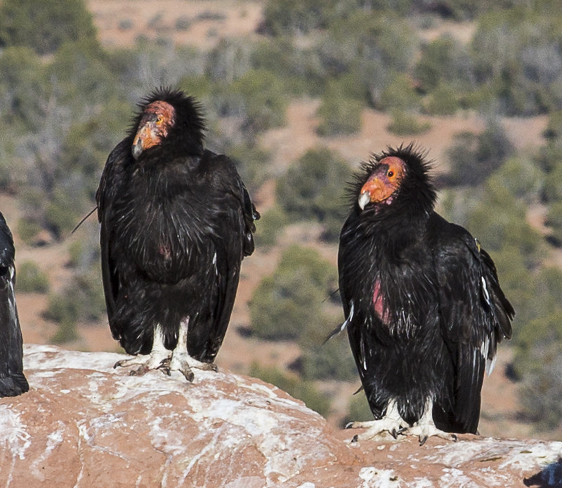 A couple of condors at Vermilion Cliffs National Monument