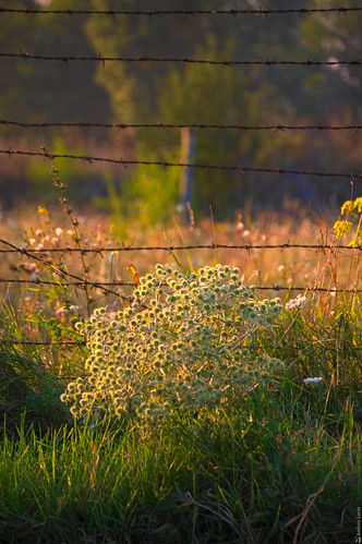sunset plants fence закат растения колючка михайловск