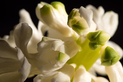 White Hyacinth details