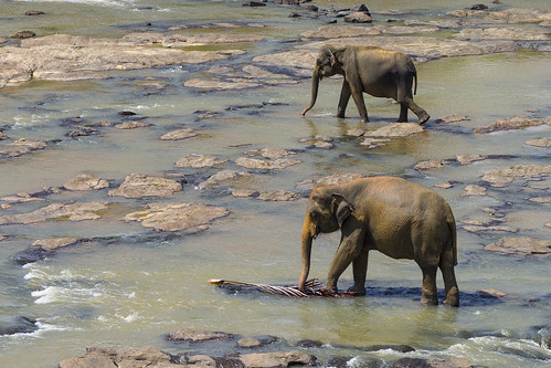 travel elephant water river landscape mammal asia zoom sony surreal tele srilanka colourful pinnawela elephantorphanage sonyalpha rambukkana sabaragamuwaprovince sal70300g sonysal70300g sonya7