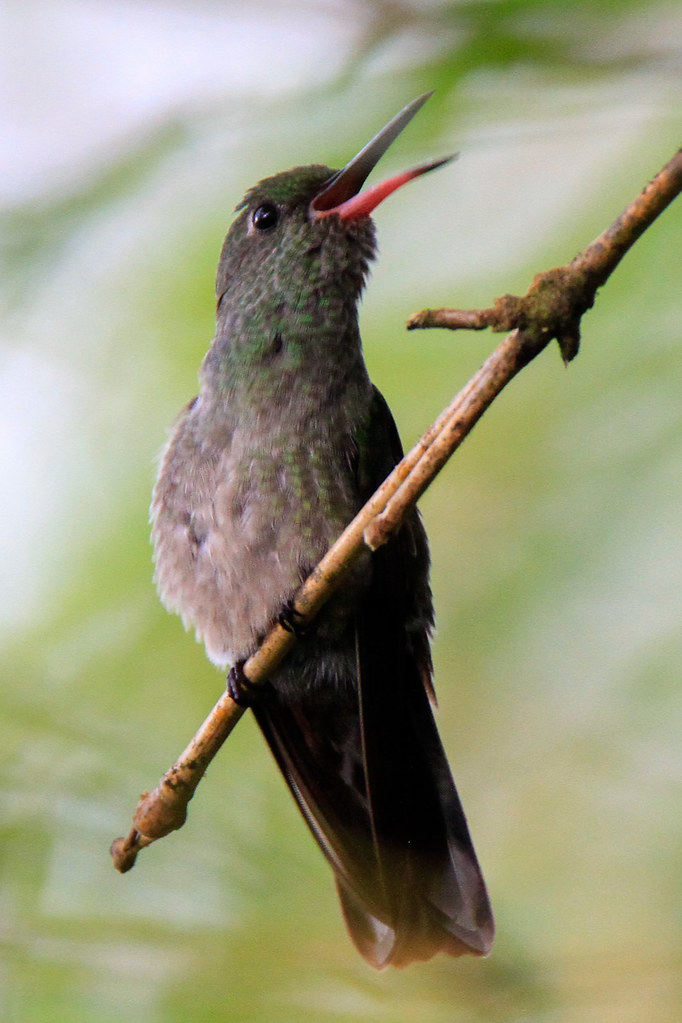 _MG_7240 Scaly-Breasted Hummingbird