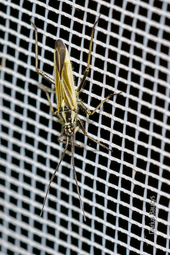 plant macro nature night bug insect close meadow miridae leptopterna dolabrata blakė žolblakė painioji
