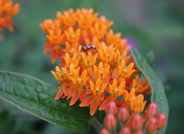 red beetle on orange butterfly weed