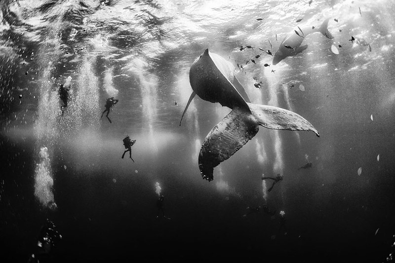 world-whale-day-photos-21__880