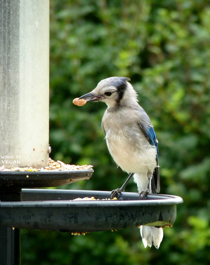 Young Bluejay