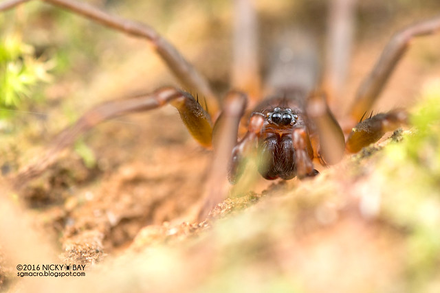 Ant-like sac spider (Medmassa sp.) - DSC_5987